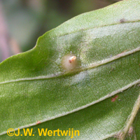 beukengal, beuktepelgal (mikiola fagi ) vrouwtjes larven, 2003/08/28, veluwezoom